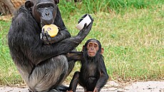 Momentáln� je hitem �íslo jedna v plze�ské zoo same�ek nosoro�ce indického Apu. Narodil se v listopadu.