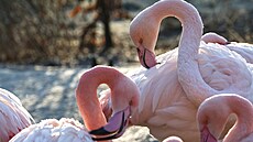 Momentáln� je hitem �íslo jedna v plze�ské zoo same�ek nosoro�ce indického Apu. Narodil se v listopadu.