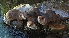 Momentáln� je hitem �íslo jedna v plze�ské zoo same�ek nosoro�ce indického Apu. Narodil se v listopadu.