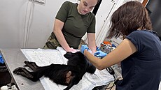 Plze�ská zoo musela nechat uspat samici makaka lvího. N�kdo z náv�t�vník� ji...