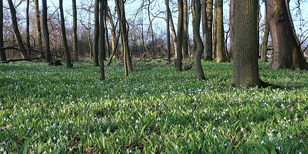 Poodří má novou přírodní rezervaci. Hnízdo orla mořského lidé uvidí i z vlaku
