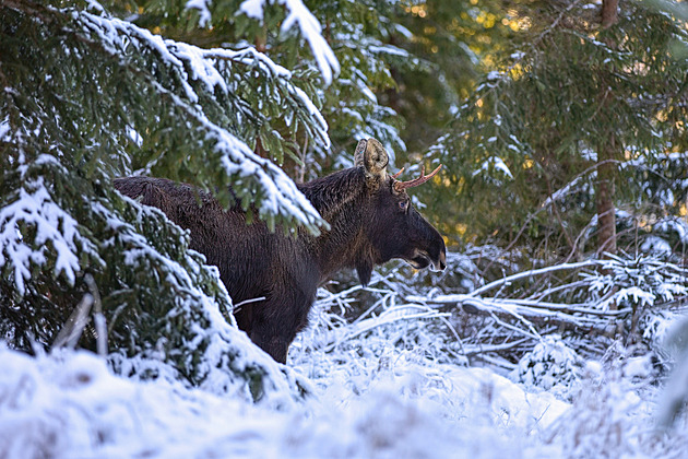 Los Emil je v Rakousku celebritou, vyšla o něm knížka pro děti