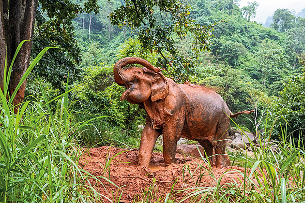 Animal Survival Tactics Against Extreme Heat: Cooling Ears and Urinating on Feet