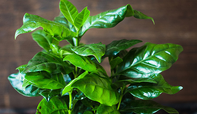 Vypěstujte si kávu. Získáte pokojovku s krásnými listy, možná i zaplodí