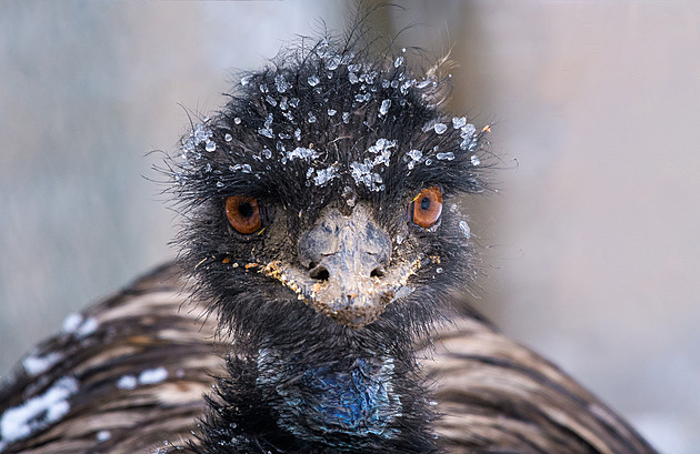 Tajný život ptáků v zoo. Polyamorie, luští hlavolamy, imitují lidský hlas, líčí kurátor