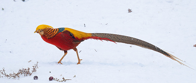 Rosomáci na sněhu, oslík s dredy i medúzy. Zoopark láká na zimní procházku