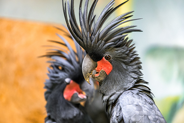Máte jasno, jak dlouho žijí domácí mazlíčci? Pozor, by vás nepřežili