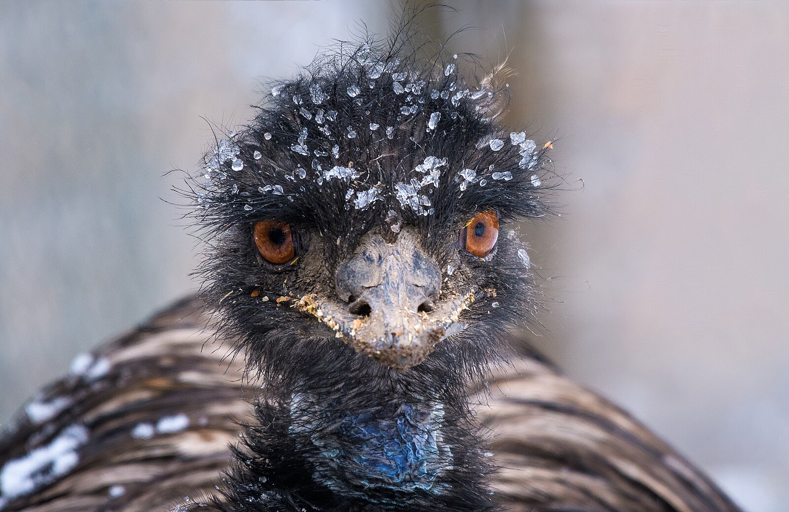 U uhynulých ptáků v pražské zoo potvrdili ptačí chřipku, zahrada přijímá opatření