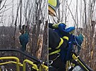 Hasi�i v Karvin� zachra�ovali papou�ka uv�zl�ho v korun� topolu. (24. ledna...