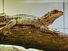 Do kolekce plaz� v jihlavsk� zoologick� zahrad� p�ibyla ned�vno agama Weberova.