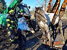Hasi�i na Orlicko�stecku zachra�ovali kon� le��c�ho v bahn�. S�m se postavit...