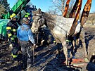 Hasi�i na Orlicko�stecku zachra�ovali kon� le��c�ho v bahn�. S�m se postavit...