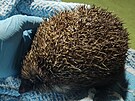 Záchrana jednoho z n�kolika tisíc je�k� v nouzi. 