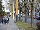 Stromo�ad� jasan� z jihlavsk� ulice 17. listopadu do konce b�ezna podle pl�n�...
