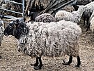 Ovce �ily v K�elov� na Olomoucku v nevyhovuj�c�ch podm�nk�ch. V�t�ina byla...