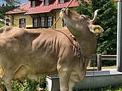 Geniální kráva Veronika, která se nau�ila pou�ívat nástroje.