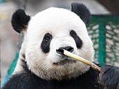 Pand� chutná bambus syrový. Lidská kuchyn� ho tepeln� upravuje - a t�lu...