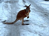 Klokan Kevin uprchl z malé zoo v Bohaticích.