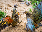 Kdy� papou�ek nestor kea zvedne k�ídla, uvidíte cihlov� zbarvené pe�í....