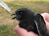 Krmení malého rorýse