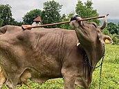 Krávy doká�ou v�dom� pou�ívat nástroje, zjistili v�dci