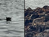 Kojot plaval p�es dva kilometry na ostrov Alcatraz