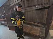 Ve �pici vzrostlého topolu z�stal uv�zn�ný papou�ek, který nedokázal sám...