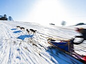 V okolí De�tného odstartoval �edivá�k�v long první denní etapou. (21. ledna...