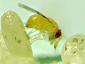 Parazitická vosi�ka Trichogramma