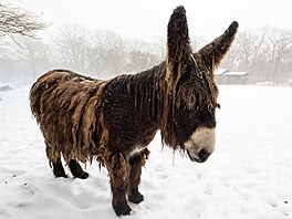 Zoopark Chomutov, areál, zví�ata, 2026