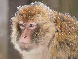 Zoopark Chomutov, areál, zví�ata, 2026