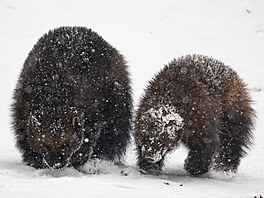 Zoopark Chomutov, areál, zví�ata, 2026