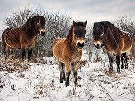 �eská krajina, výstava, Evropský parlament Brusel