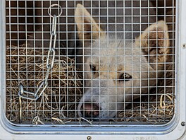V okolí De�tného odstartoval �edivá�k�v long první denní etapou. (21. ledna...