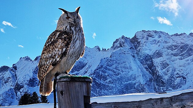 V�r velk� sibi�sk� pojmenovan� Alaska (Alja�ka) �ije v nejv��e polo�en� evropsk� stanici drav�ch pt�k� nad Mayrhofenem.