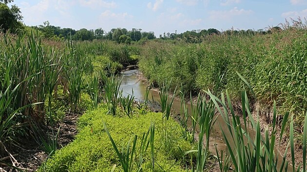 Pood�� m� novou p��rodn� rezervaci Jistebnick� mok�ady.