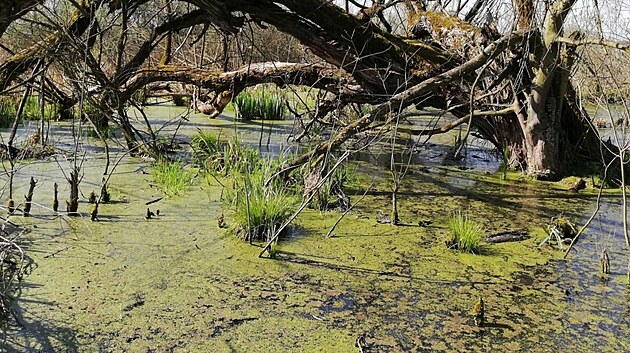 Pood�� m� novou p��rodn� rezervaci Jistebnick� mok�ady.