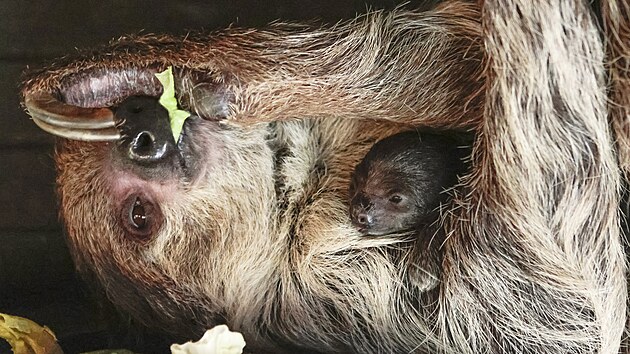 Mal� lenochod dvouprst� je prvn�m p��r�stkem leto�n�ho roku.