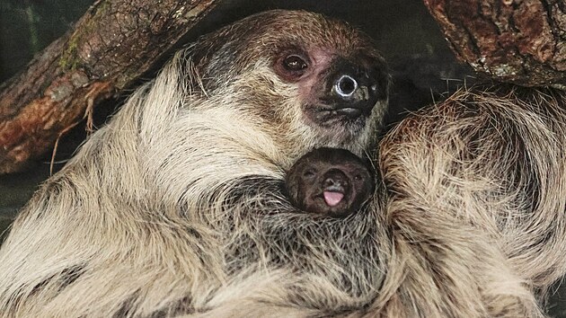 Mal� lenochod dvouprst� je prvn�m p��r�stkem leto�n�ho roku.