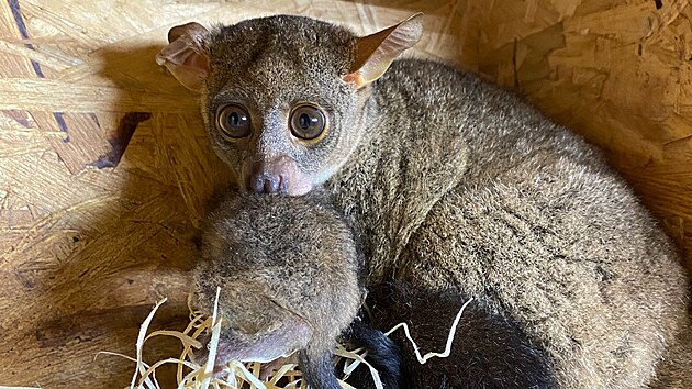 Zhruba m�s�c star� je nyn� ml�d� poloopice komby Garnettovy. K vid�n� je v no�n� sekci Africk�ho pavilonu.