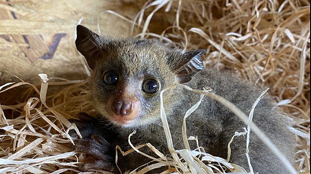 Zhruba m�s�c star� je nyn� ml�d� poloopice komby Garnettovy. K vid�n� je v no�n� sekci Africk�ho pavilonu.