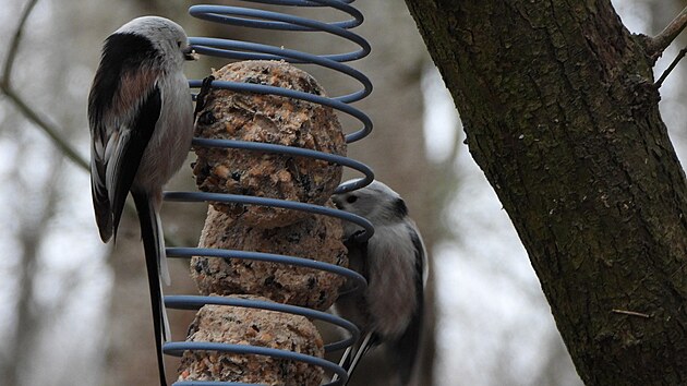 V r�mci pozorov�n� s ornitology je mo�n� vid�t i mlyna��ka.