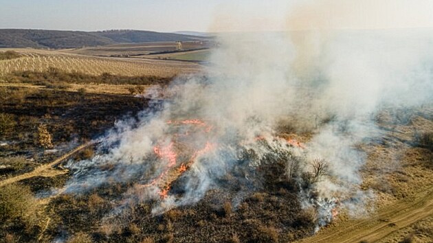 Vypalov�n� jako prost�edek obnovy biodiverzity zkou��  jihomorav�t� ochr�nci p��rody v Podyj� i v CHKO P�lava. Sv�d�� n�kter�m druh�m rostlin i �ivo�ich�.