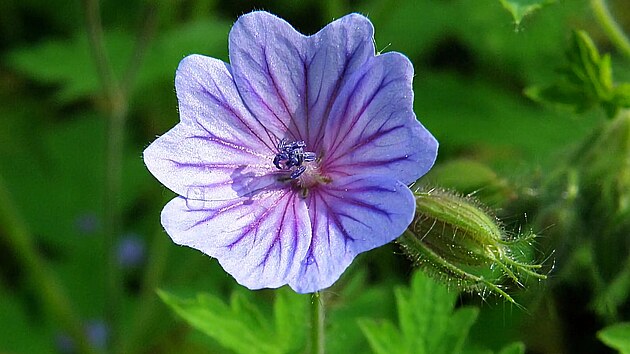 Kakost �esk�, jeho� semena kl��� jen p�i teplot� p�esahuj�c� 35 stup�� je specifickou rostlinou, kter� je typick� pro sp�leni�t� po vypalov�n� porostu.