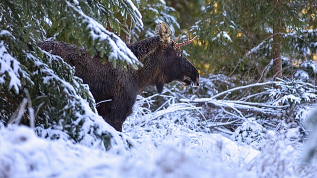 Los Emil m� tis�ce fanou�k�, kte�� jeho p��b�h intenzivn� pro��vaj�.