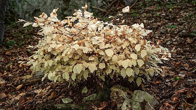 B�l� buk v Moravsk�m krasu, kter� postr�d� chlorofyl a nen� schopen fotosynt�zy, p�e��v� p�ibli�n� ji� t�i desetilet�.