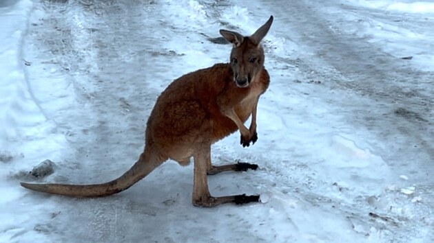 Klokan Kevin uprchl z mal� zoo v Bohatic�ch.