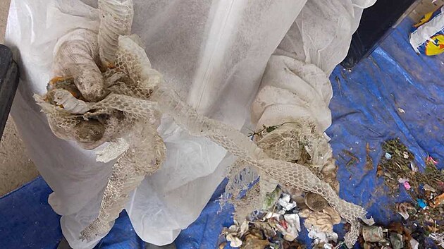 Zl�nsk� radnice uspo��dala statistick� t��d�n� odpadu s Univerzitou Tom�e Bati. Studenti se probrali 1 200 tunami odpadu z 12 lokalit rodinn�ch i bytov�ch dom�.V n�dob� na sm�sn� odpad byla mrtv� jeh�ata �i svle�ka hada. (2025)