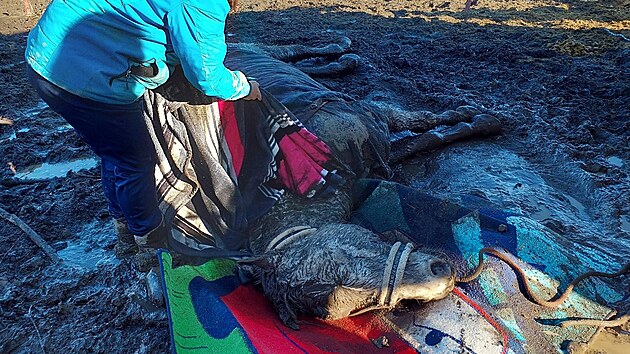 Hasi�i na Orlicko�stecku zachra�ovali kon� le��c�ho v bahn�. S�m se postavit nedok�zal. (27. ledna 2026)