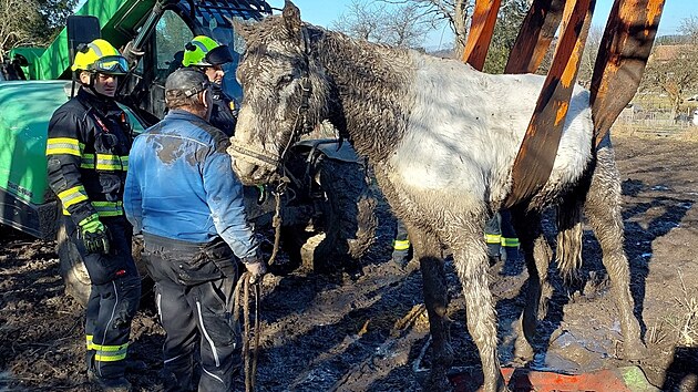 Hasi�i na Orlicko�stecku zachra�ovali kon� le��c�ho v bahn�. S�m se postavit nedok�zal. (27. ledna 2026)